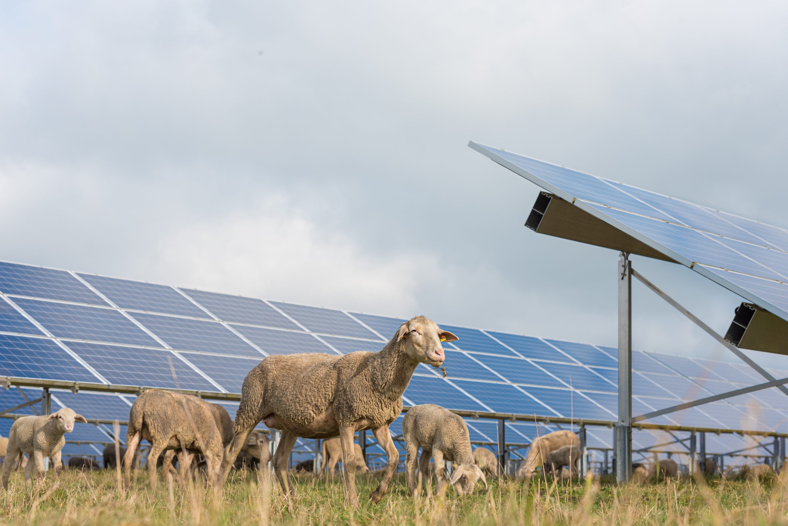 Many,Solar,Power,Panels,With,Grazing,Sheeps,-,Photovoltaic,System