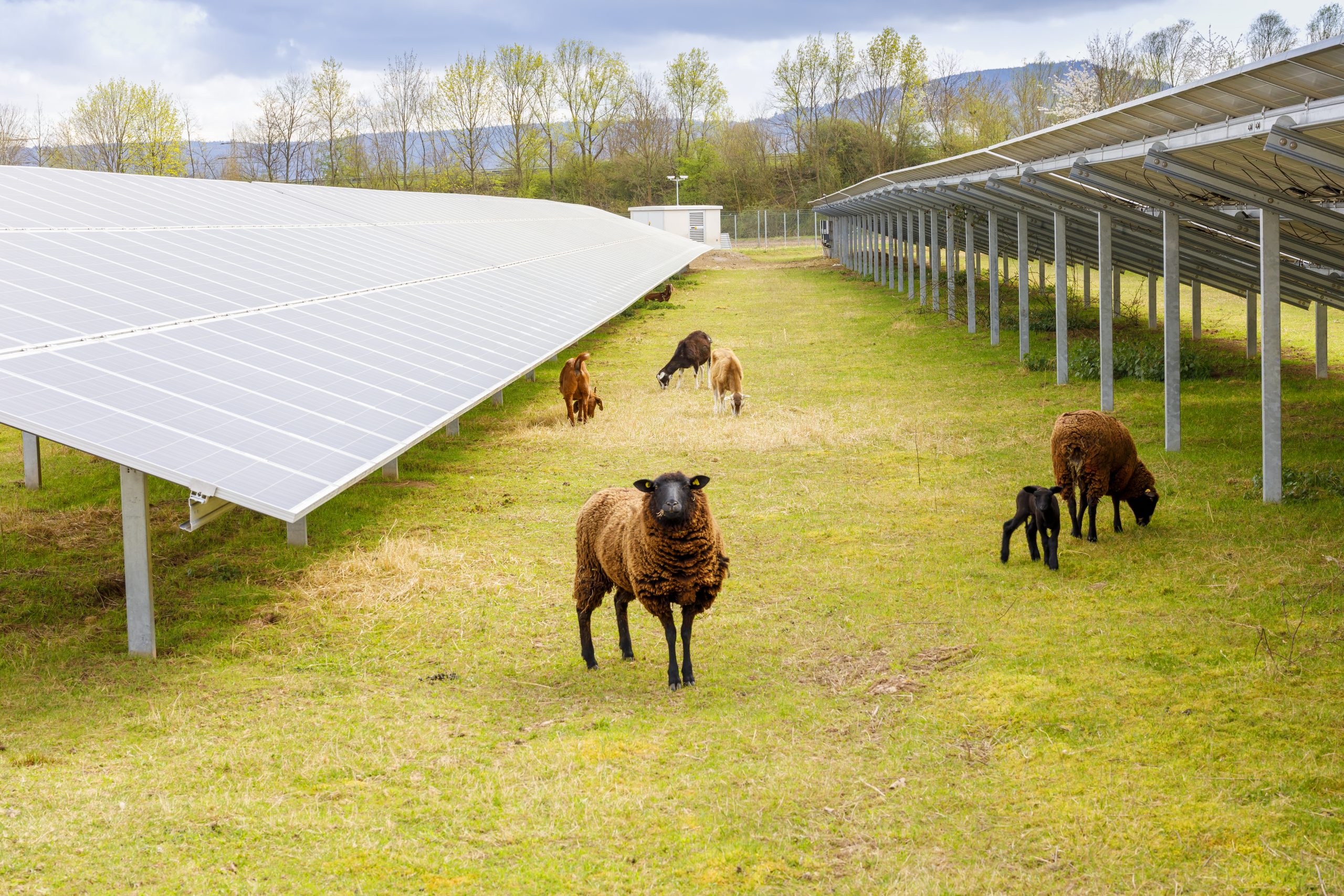 Sheep,And,Goats,In,A,Solar,Park